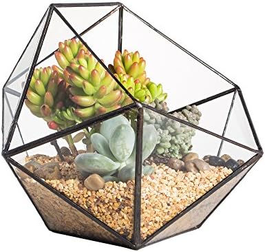 NCYP Opened Geometric Glass Terrarium, 6.69" Bowl Shape Planter for Succulent Plant Cacti, Indoor Balcony Irregular Decor, Garden Miniature Pot, Tabletop Centerpiece (No Plants) by NCYP
