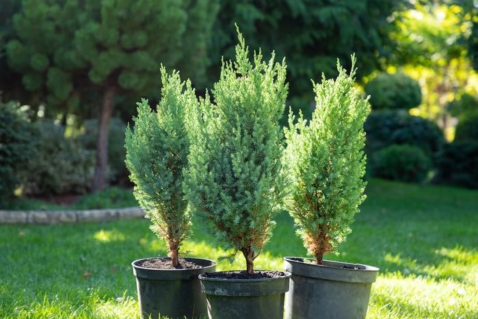 GARDENERA Premium Juniper Potting Soil Mix - Perfect Balance of Nutrients, Drainage, and Aeration for Healthy Juniper Trees - 4 Quart - Image 2