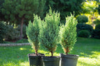 GARDENERA Premium Juniper Potting Soil Mix - Perfect Balance of Nutrients, Drainage, and Aeration for Healthy Juniper Trees - 4 Quart - Image 2