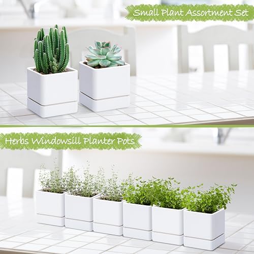 D'vine Dev 6-Pack Plastic Herb Planter Pots, 4 in, White, 76-Y-A6-1 - Image 4