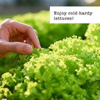 Jiffy Plant Germination Kit - Seedling Starter Trays with Seeds - 36 Cell 2 Pack - Plastic - Image 5