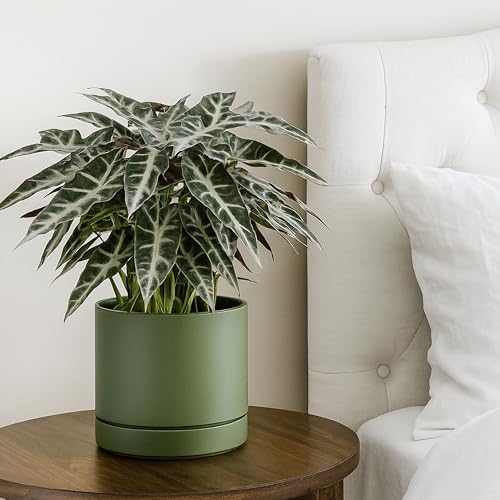 Phoenix Vine 8 Inch Planter Pot with Drainage Hole & Saucer, Deep Water Catch Tray, Straight Cylindrical Round Pot for Plants, Olive, Pack of 2, 23-D-T-2 - Image 2