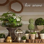 Serene Spaces Living Small Bottle Glass Terrarium with Cork, Indoor Mini Garden, Candle Holder, Floral Vase, Succulent Plant Terrarium House for Plant - Image 7