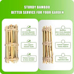 Natural Bamboo Ladder Plant Trellis 79 in L x 12 in D Ideal for Climbing Plants, Providing Reliable Support Suitable for Outdoor Walls, Gardens, patios, and Similar (2, S) - Image 2