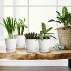 EFISPSS Ceramic Plant Pots Indoor, 5 Inch Planters with Drainage Holes and Ceramic Tray, Relief Design Flower Planter, Desktop Office Windowsill Decoration Gift Set of 4, White - Image 6