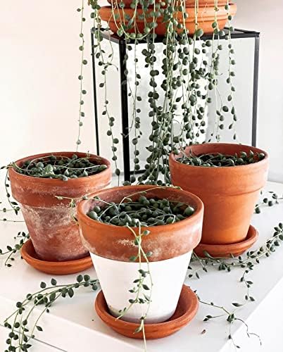 HERDUK Terracotta Starter Pots with Saucers – 4 Inch Clay Planting System for Healthy Roots, Reliable Drainage & Indoor Growing, Ideal for Succulents, Seedlings & Small Spaces - Image 4