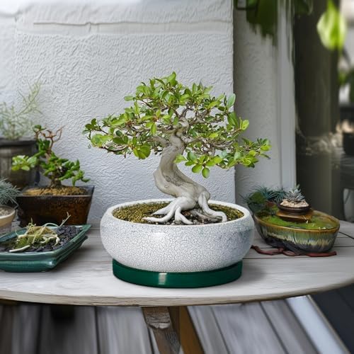 Succulent Planters 10 Inch - Ceramic Bonsai Pots with Drainage Hole and Saucer, Large Succulent Pots Indoor, Shallow Planter, Round Bowl Planter Outdoor, Patio Decor, Plant Lover Gift, Green - Image 4