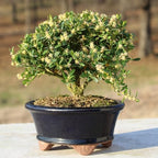 Brussel's Live Harland Boxwood Outdoor Bonsai Tree - 3 Years Old; 6" to 8" Tall with Decorative Container - Image 6