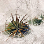 WGV Hanging Terrarium Globe, Width 6", Height 6.5", DIY Air Succulent Planter, Clear Glass Vase Orb with Flat Bottom, Candle Holder for Windowsill Outdoor Garden Decor, 6 Pieces Bulk - Image 7