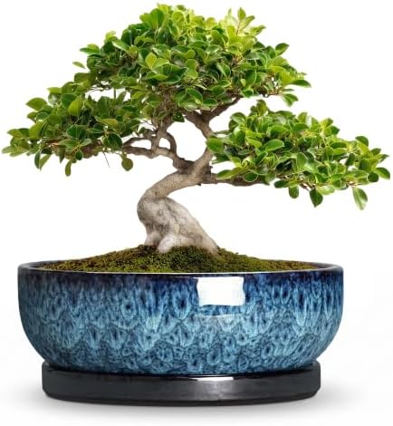 Bonsai Pots, 10 Inch Ceramic Succulent Pots with Saucer, Blue by Unknown