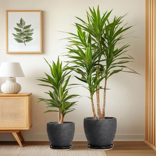 Ceramic 10+8+6 Inch Planter, Ceramic Pots for Plants, Relief Black - Image 4