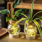 Propagation Stations, Plant Propagation Station with Light Base, Glass Propagation Vases, Hydroponic Vase for Plants, Glass Terrarium for Home Office Windowsill Tabletop Decoration (5) - Image 3