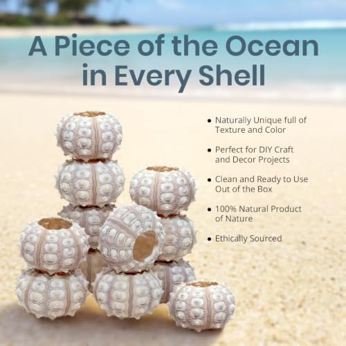 Nautical Crush Trading 12 Purple Sputnik 1.5-3" Sea Urchin Shells - Air Plant Holder - No Plants Included - Image 2