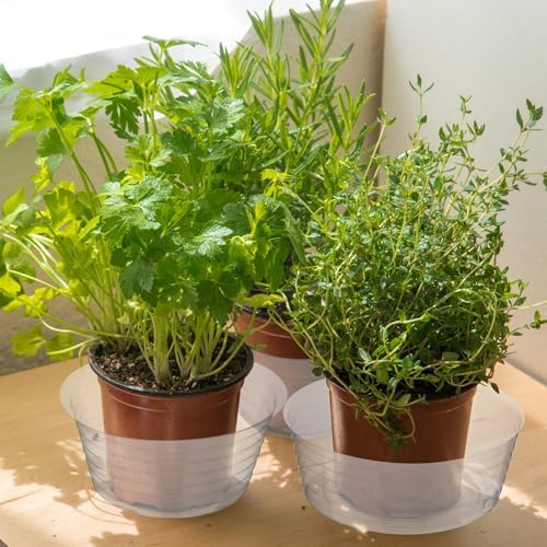 Hoolerry 20 Pcs Plastic Plant Saucer Clear Deep Tray, 6,8,10,12 Inch - Image 5