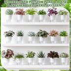 Self Watering Plant Pots, 3.5'', Transparent White, 36 Pcs - Image 6