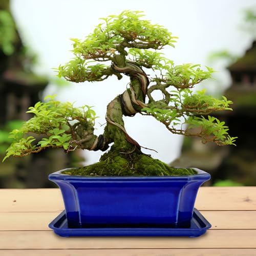 MUZHI 2pcs Green Ceramic Bonsai Planter Pots with Bamboo Tray 6.2 “ & 5.3”, Rectangular Glazed Bonsai & Succulent Cactus Starter Pot with Drainage Ice Crack Design (Crackle Glazed 10") - Image 6
