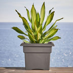 Bloem Veranda 14" Plastic Square Planter Box, Peppercorn, 2-Pack - Image 2