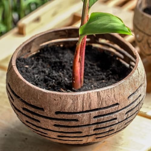 Rainforest Bowls Set of 2 Horizons Coconut Planters w/Drainage Hole- Perfect for Succulents, Flowers, Small Plants, Indoor & Outdoor Gardens- Handcarved by Artisans, Eco-Friendly & Sustainable - Image 6