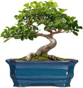 Bonsai Pots 11.6 Inch - Ceramic Succulent Pots with Drainage Hole, Rectangular Planter for Indoor Outdoor, Decorative Ceramic Flower Pot, Home Garden Room Decor, Plant Lover Gifts, Retro Blue by Teagas