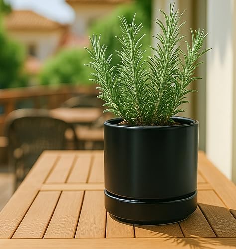 D'vine Dev 3-Pack Ceramic Pots with Saucers, 3/4/6 in, Black, 94-T-S-2 - Image 3