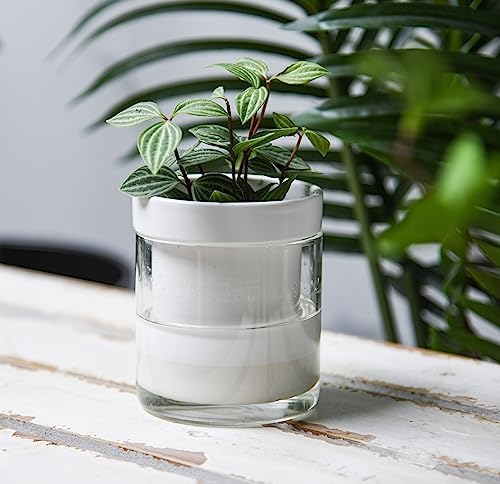 Phoenix Vine 4 Inch Self Watering Planter, White Terracotta Clay Pot with Glass Reservoir for Indoor Plants, Herbs, Flowers, Set of 4, 52-B-E-4 - Image 2