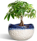 Ceramic Flower Pots, 10 Inch Planter with Drainage, Beige-Blue by Thirtypot