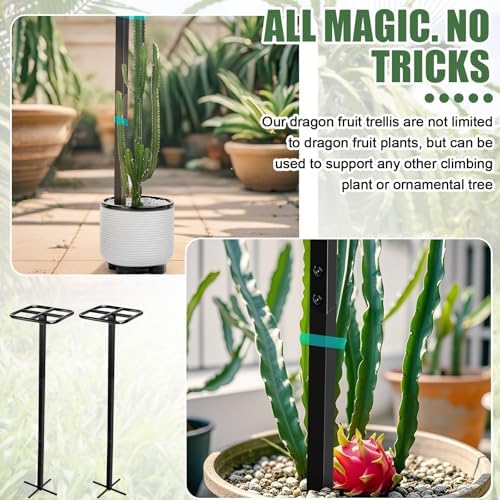 MorningRo 2 Pack 60 Inch Dragon Fruit Trellis Adjustable Garden Metal Plant Climbing Support with Wide Stretch Ties for Outdoor Vertical Gardens Vining Plants - Image 6