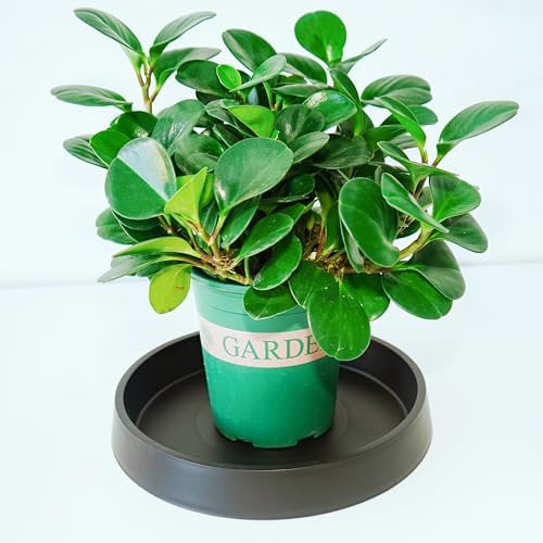 Plant Saucer Tray for Ceramic Plastic Pots, 18 inch Plant Saucers for Indoors, Pot Saucers Trays, Bird Bath Bowls, Flower Planter Water Drip Trays for Pots Base (18", Black) - Image 5