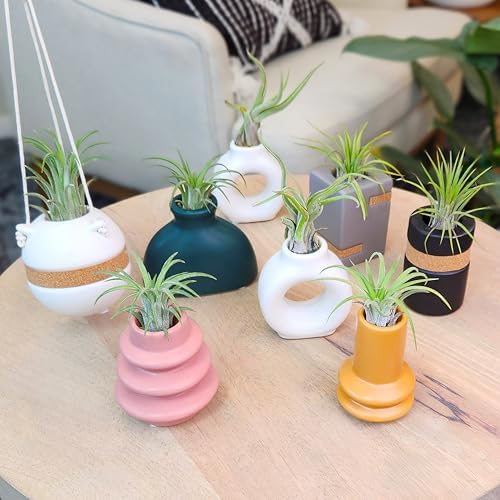 Live Air Plants with Decorative Black & White Air Plant Holder Duo (2-pack), Easy Plant Gift, Non-Toxic & Pet Friendly Plants, Air Plants Live Plants in Small Plant Pots, Home Decor by Plants for Pets - Image 3