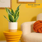 Costa Farms Snake Plant Live Indoor Plant, Easy Care, 6-in Pot - Image 2