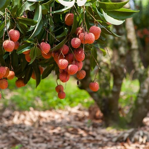 GARDENERA Premium Lychee Potting Soil Mix - Perfect Balance of Nutrients, Drainage, and Aeration for Thriving Lychee Trees - 10 Quart - Image 3