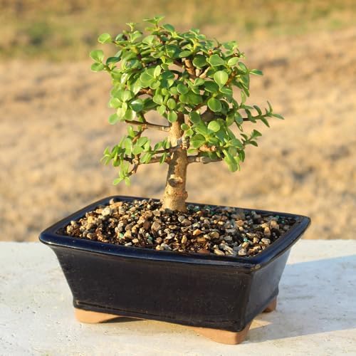 Brussel's Bonsai - Medium Jade Live Bonsai Tree, Potted Indoor Plant - Image 5