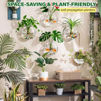 Window Propagation Stations, Oblate Glass Terrariums Planter - Image 6