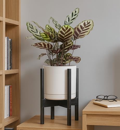 D'vine Dev Ceramic Pot with Ebony Wood Stand, Oatmeal, 8 in, 55-B-M-8 - Image 7