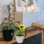Vintage Textured Resin Flower Pot Outdoor Planter with Unique Roman Pattern Decorative Balcony Plant Container for Indoor and Outdoor Use Easy Maintenance - Image 7