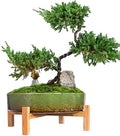 ARTKETTY Bonsai Pots, 11 Inch Large Succulent Pots with Drainage by ARTKETTY