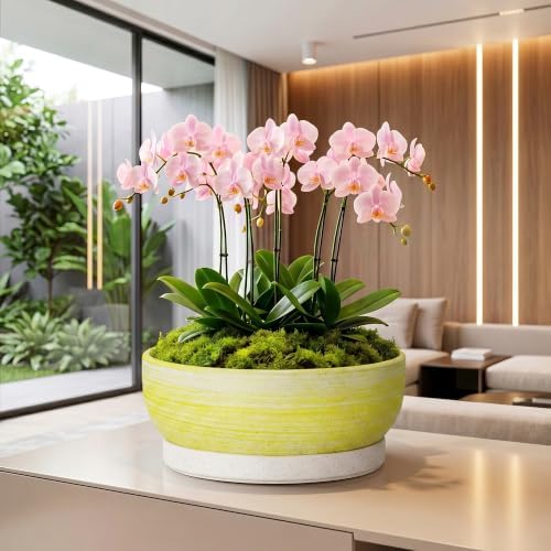 Succulent Pots, 13 Inch Ceramic Bonsai Tree Pots, Brushed Yellow - Image 5