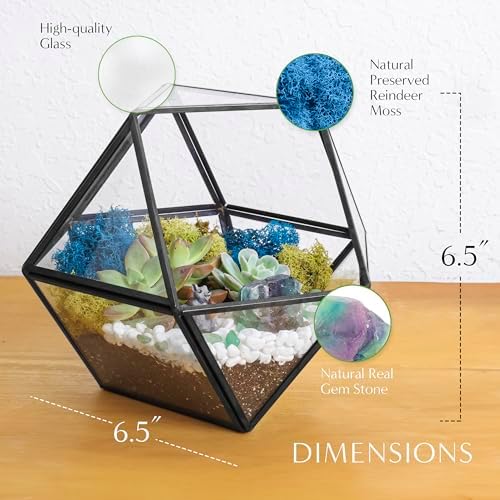 Creations by Nathalie DIY Geometric Glass Terrarium Kit with Moss and Tools - Image 5