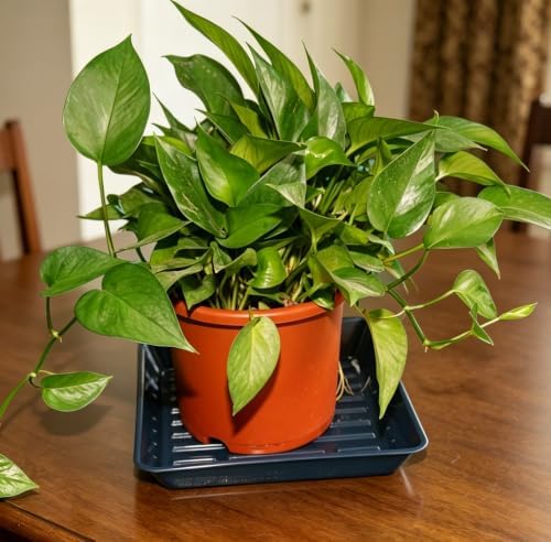 2 Packs Square Plant Saucer Pot Tray, 16 inch Blue Flower Planter Saucers and Drip Trays - Image 5