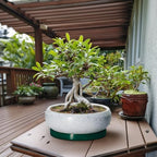 Bonsai Pots 13 Inch - Shallow Ceramic Planter with Drainage Hole and Saucer, Round Succulent Pots for Indoor Outdoor, Large Succulent Planter, Apartment Decor, Gardening Gifts, Green - Image 3