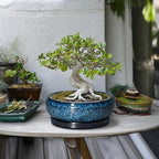 Bonsai Tree Pots 10 Inch - Ceramic Succulent Pot with Drainage Hole and Saucer, Bonsai Pots for Indoor Outdoor, Round Succulent Planter, Shallow Planter, Desk Decor, Plant Lover Gifts, Blue - Image 3