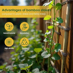 Cambaverd Bamboo Stakes, Plant Stakes 4ft, 50 Pack Bamboo Sticks for Plants - Image 4