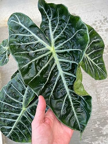 Gardenera Premium Alocasia Plant Potting Mix - Elevate Your Space with Striking Foliage and Distinctive Beauty - 4 Quart - Image 3