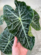 Gardenera Alocasia Potting Mix - Unlock Robust Growth and Striking Leaves with Our High-Performance Formula - 20 Quart - Image 3