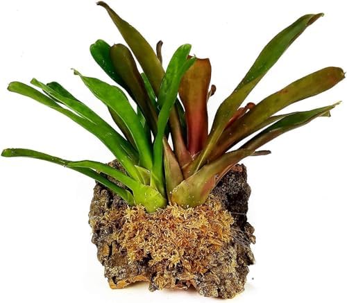 Premium New Zealand Sphagnum Moss, 500g (40L When Hydrated) Classic AA Grade (100mm, 4" Strands) - Harvested in New Zealand's South Island, Dried and Long for Potted Plants, Orchids, Reptiles - Image 5