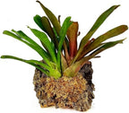Premium New Zealand Sphagnum Moss, 500g (40L When Hydrated) Classic AA Grade (100mm, 4" Strands) - Harvested in New Zealand's South Island, Dried and Long for Potted Plants, Orchids, Reptiles - Image 5