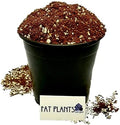 Fat Plants San Diego Premium Cacti and Succulent Potting Mix Soil by FatPlantsSanDiego