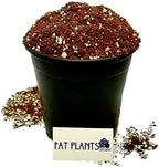 Fat Plants San Diego Premium Cacti and Succulent Potting Mix Soil by FatPlantsSanDiego