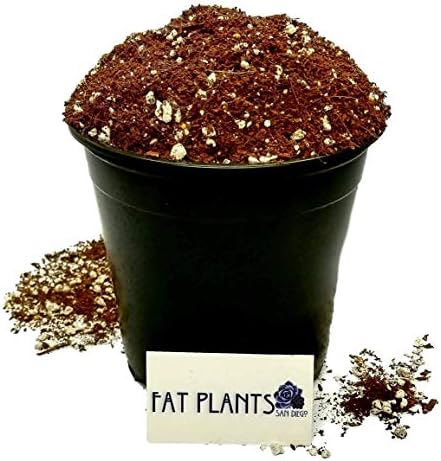 Fat Plants San Diego Premium Cacti and Succulent Potting Mix Soil by FatPlantsSanDiego