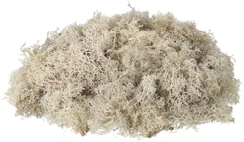 uxcell Preserved Reindeer Moss, 17.6oz Fake Moss for Crafts Artificial Dried Moss for Decoration Terrariums Potted Plants, Cream by uxcell